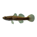 Sleepy Cod (Oxyeleotris lineolata), side profile facing right