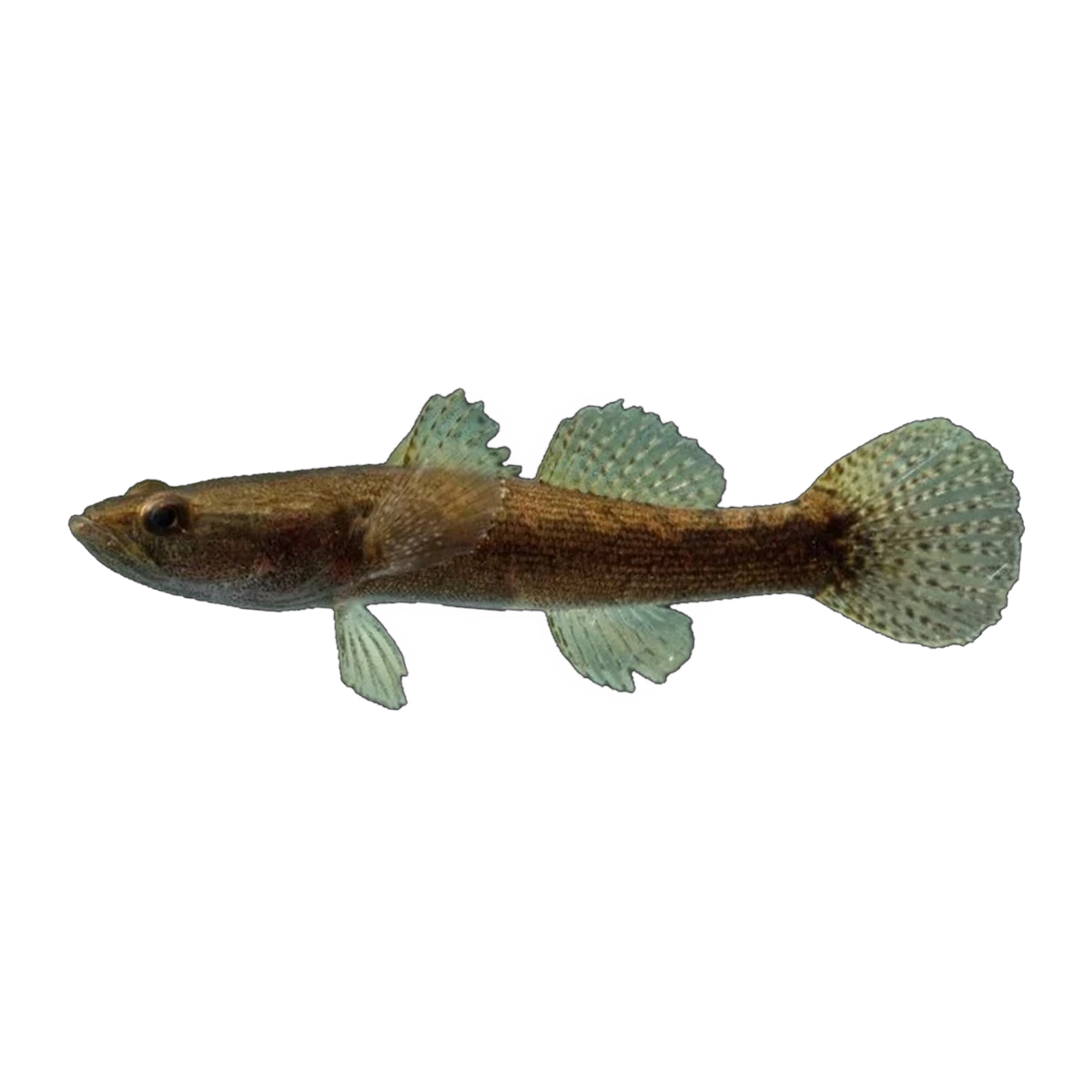 Sleepy Cod (Oxyeleotris lineolata), side profile facing right