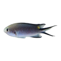 Slender Reef Chromis | Chromis richardsoni