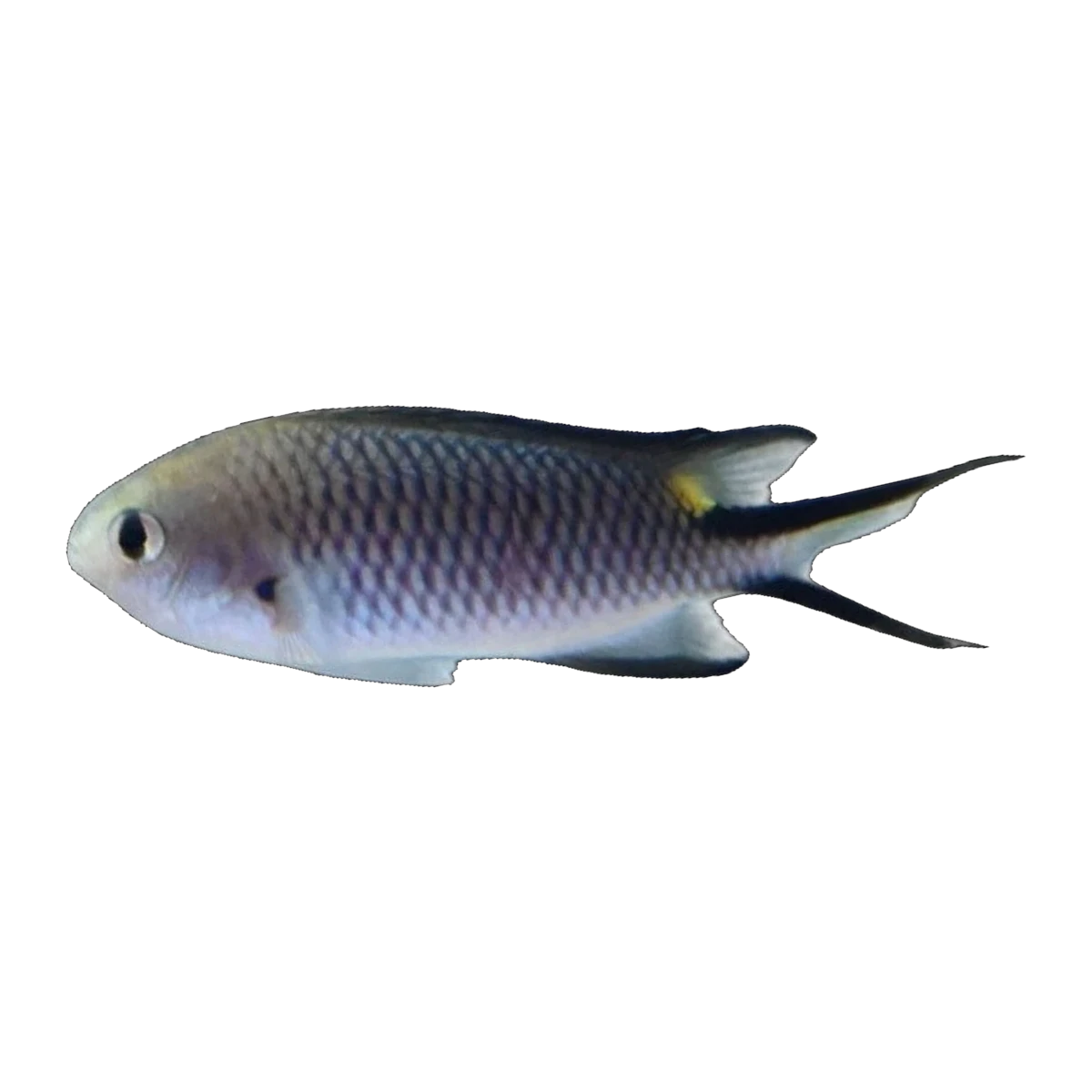 Slender Reef Chromis | Chromis richardsoni