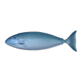 Slender Unicornfish | Naso lopezi