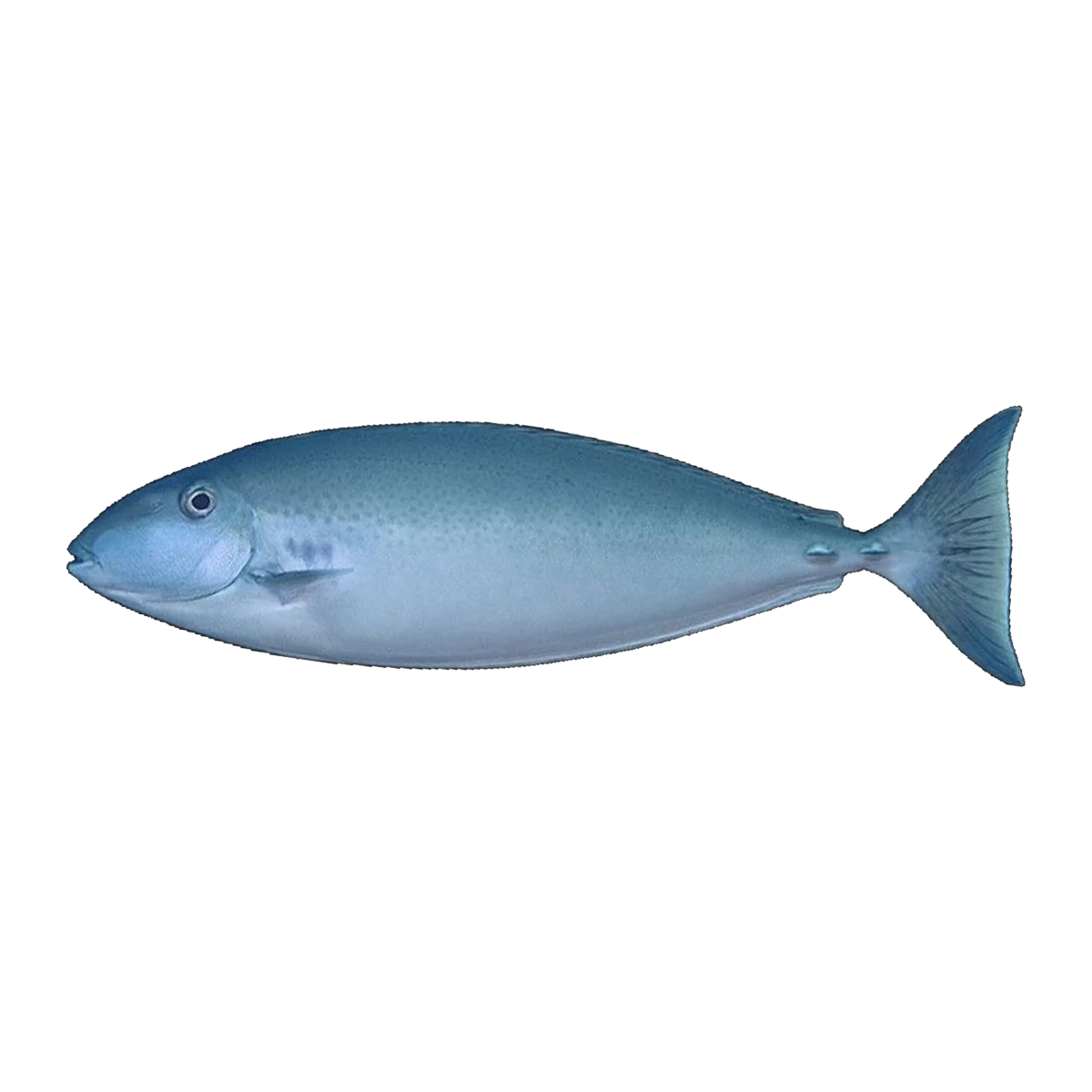 Slender Unicornfish | Naso lopezi