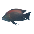 Slingjaw Wrasse