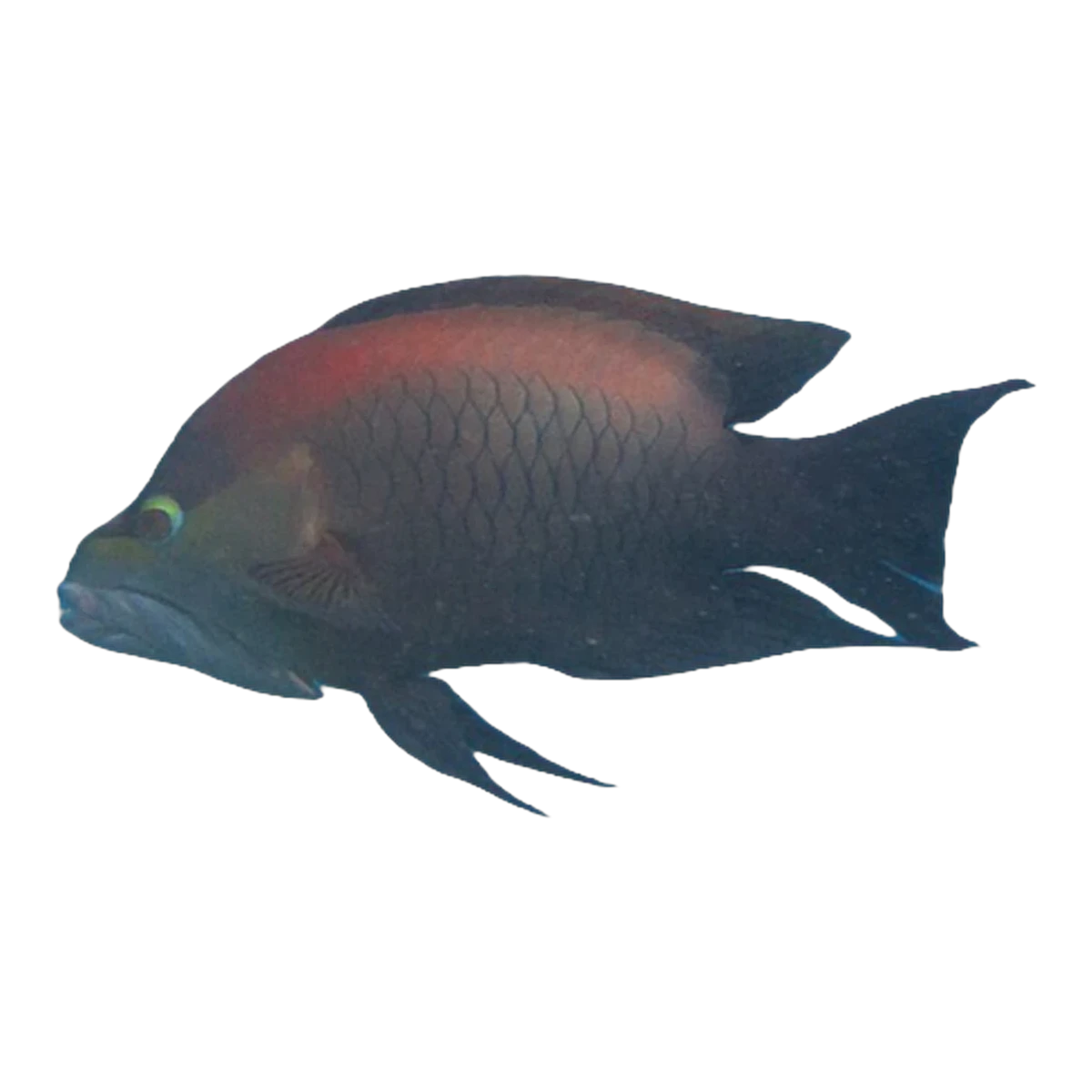 Slingjaw Wrasse
