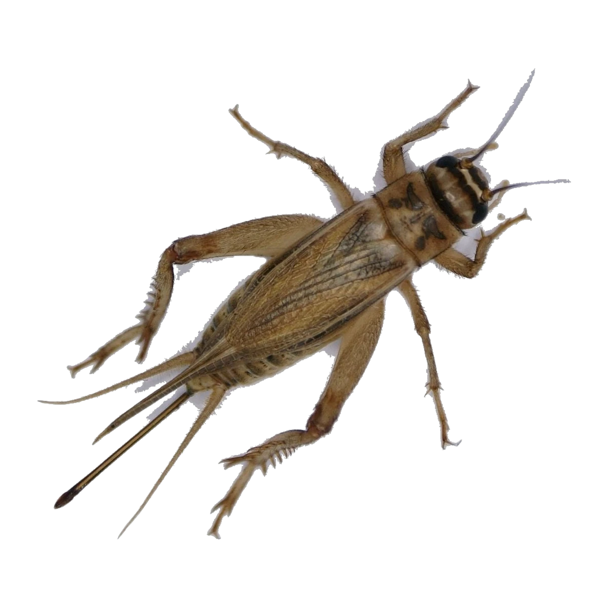 Small Crickets