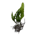 Small Philippine Java Fern