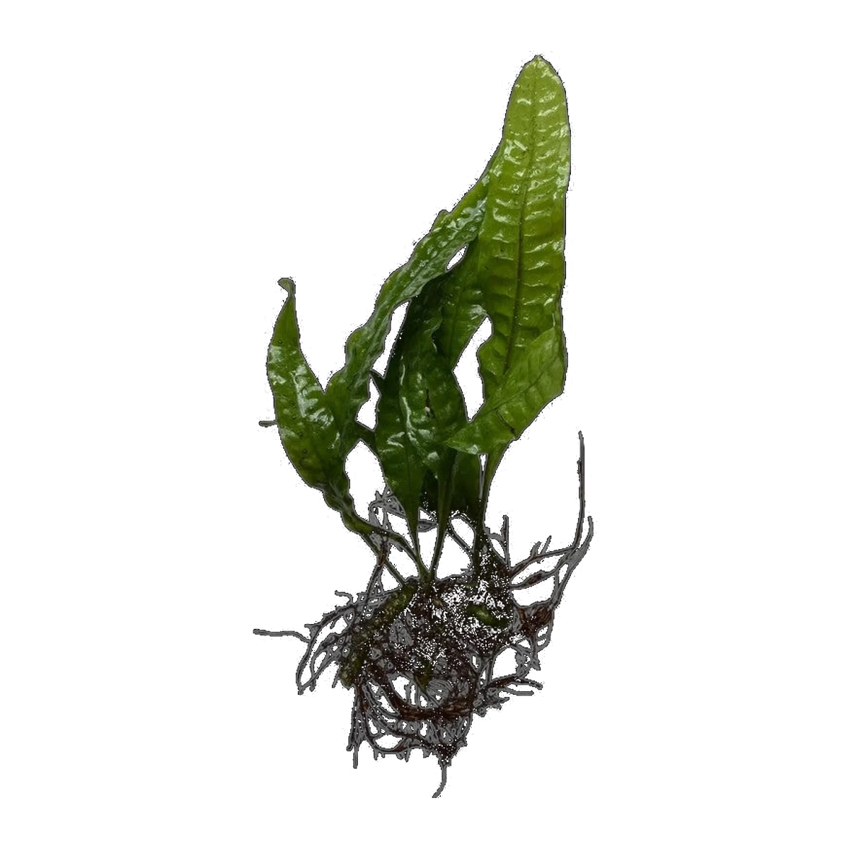 Small Philippine Java Fern