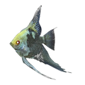 Smoky Angelfish | Pterophyllum scalare