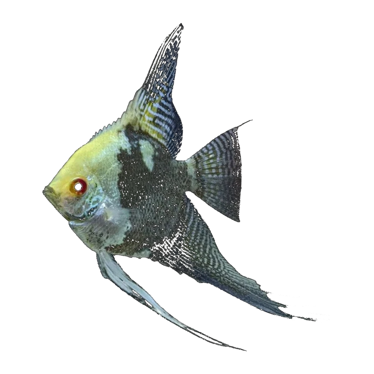 Smoky Angelfish | Pterophyllum scalare