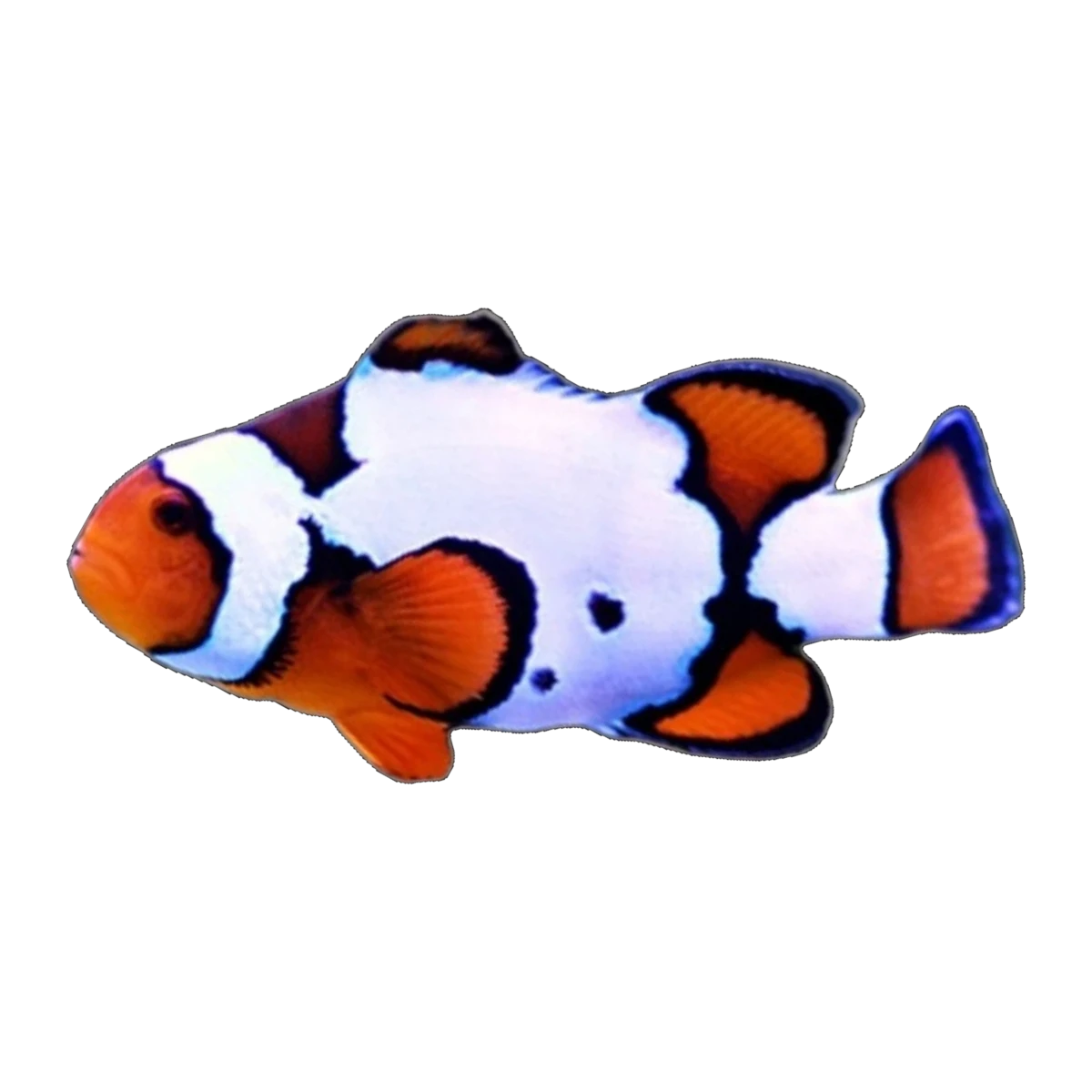 Snow Onyx Clownfish Pair | Amphiprion ocellaris