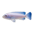 Snow White Cichlid (Pseudotropheus socolofi), side profile facing right