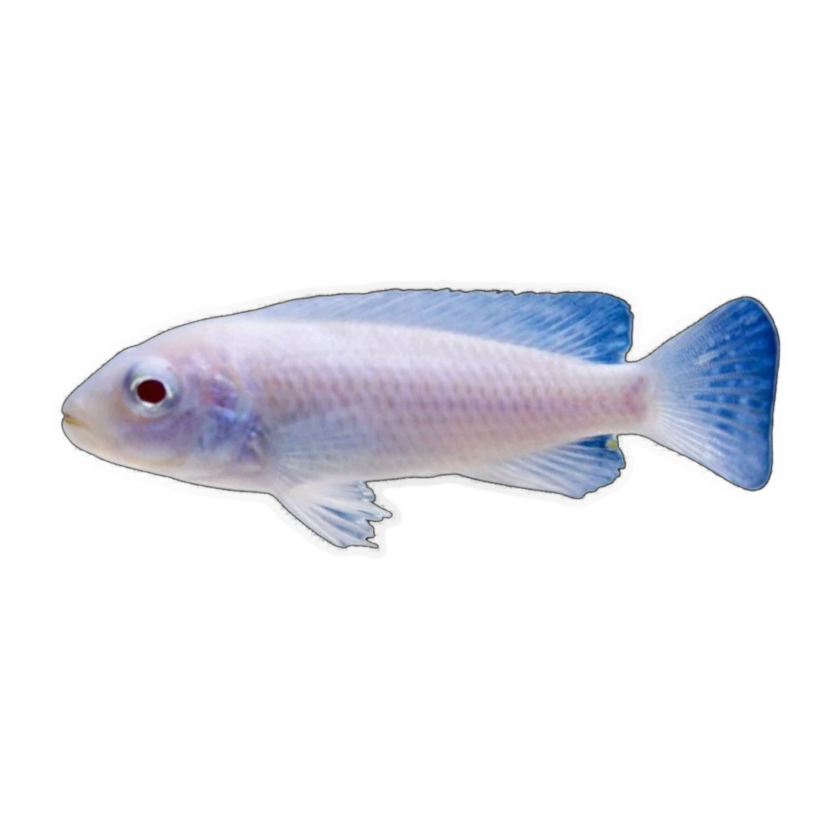 Snow White Cichlid (Pseudotropheus socolofi), side profile facing right