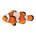 Snowflake Clownfish Pair | Amphiprion ocellaris