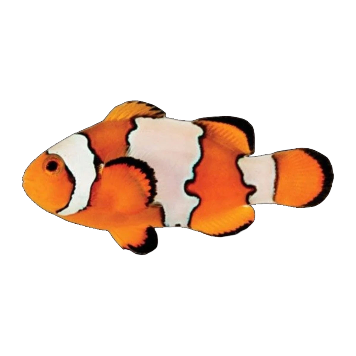 Snowflake Clownfish Pair | Amphiprion ocellaris