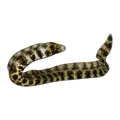 Snowflake Eel | Echidna nebulosa