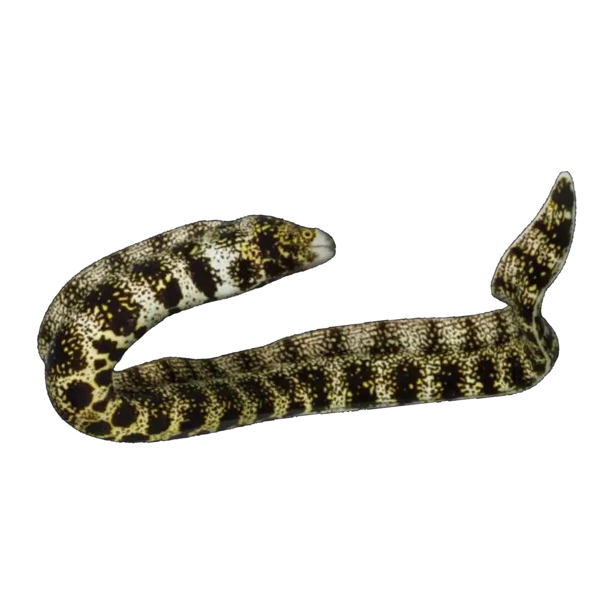 Snowflake Eel | Echidna nebulosa