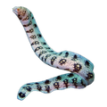 Snowflake Eel Juv | Echidna nebulosa