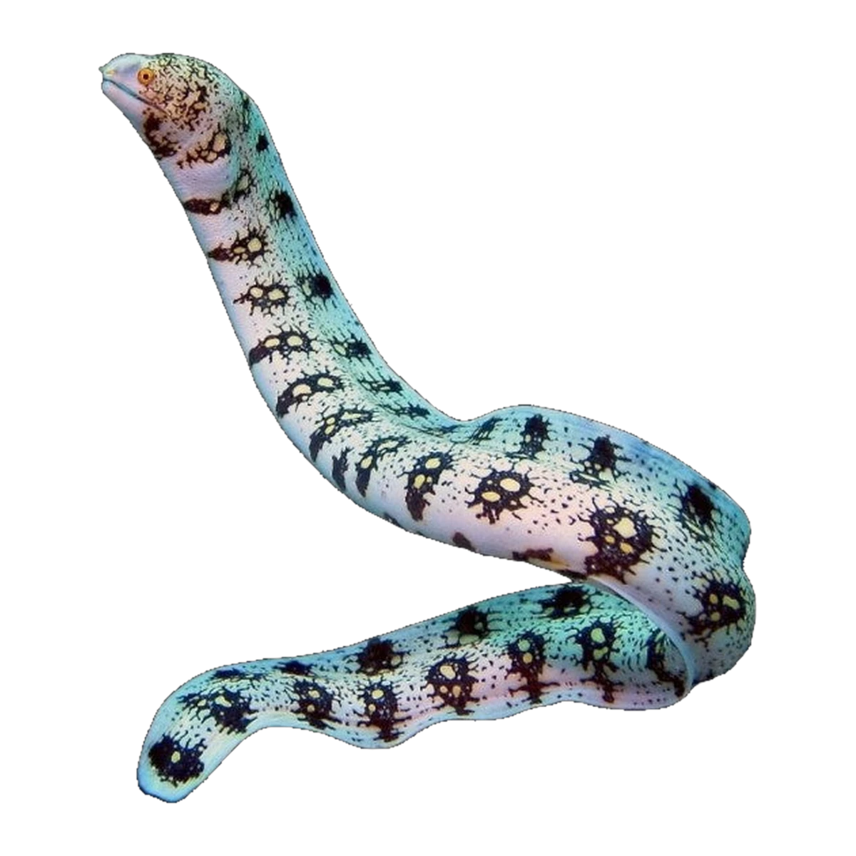 Snowflake Eel Juv | Echidna nebulosa