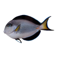 Sohal Tang | Acanthurus sohal