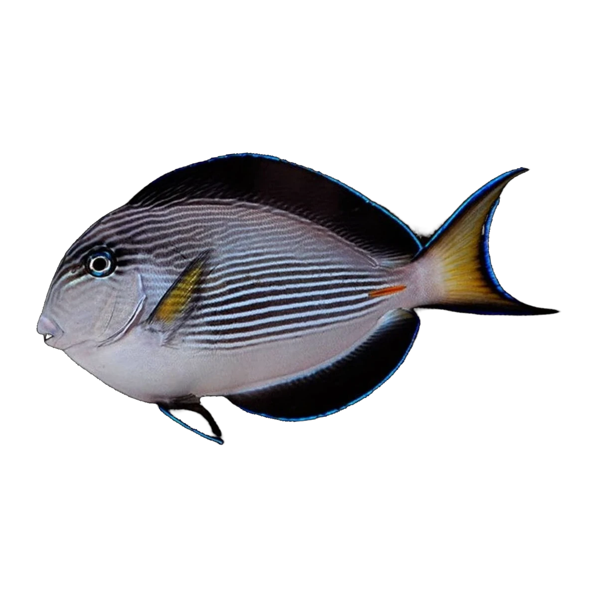 Sohal Tang | Acanthurus sohal