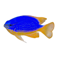 South Seas Devil Damselfish | Chrysiptera taupou