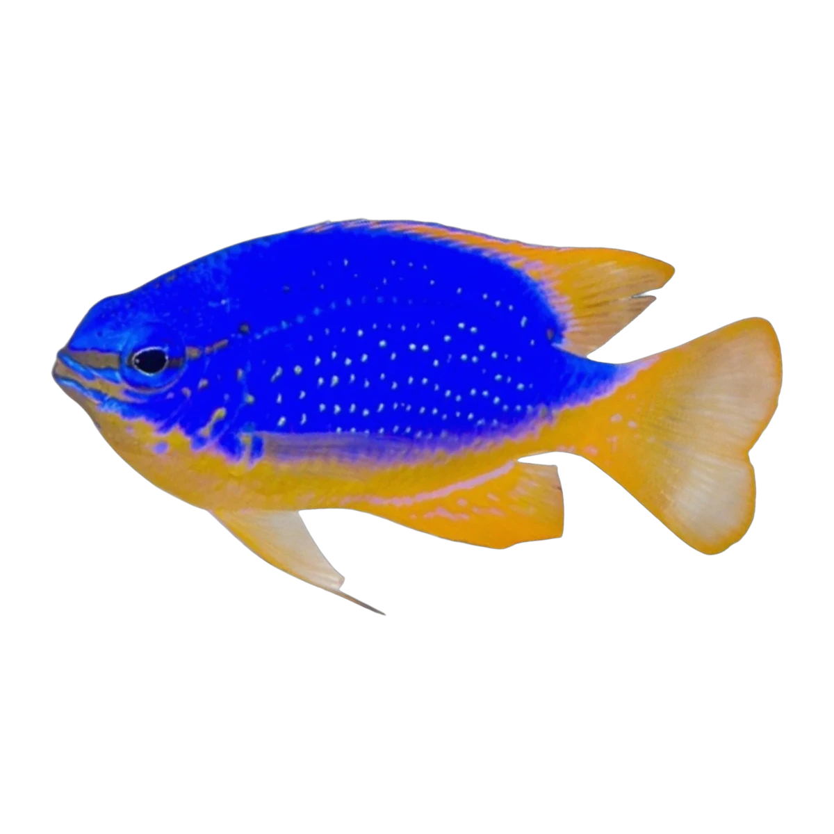 South Seas Devil Damselfish | Chrysiptera taupou
