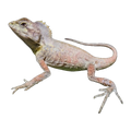 Southern Angle Headed Dragon | Lophosaurus spinipes