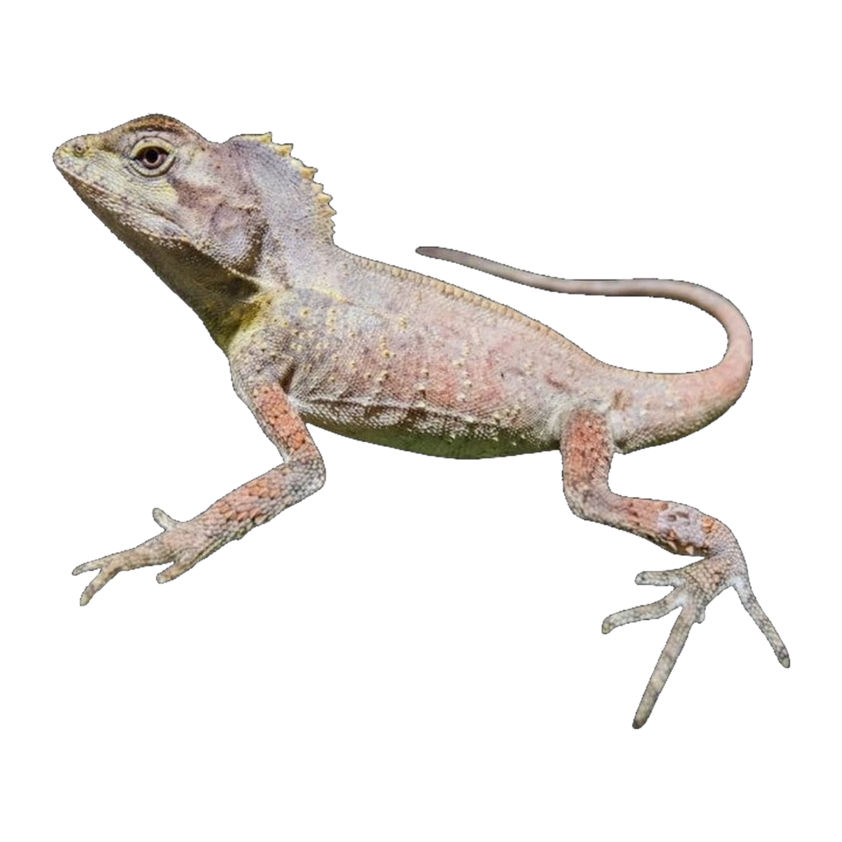 Southern Angle Headed Dragon | Lophosaurus spinipes