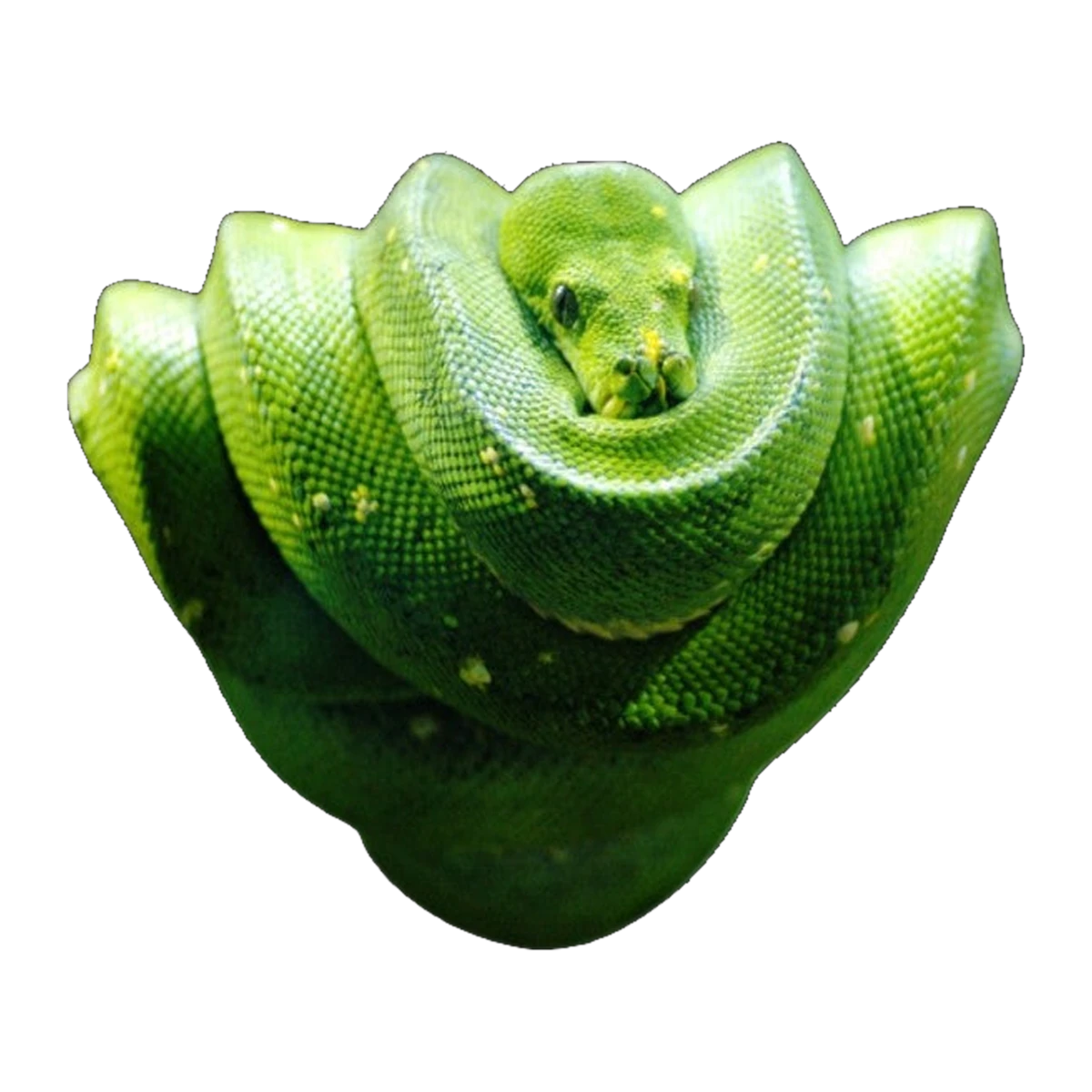 Southern Green Tree Python | Morelia viridis