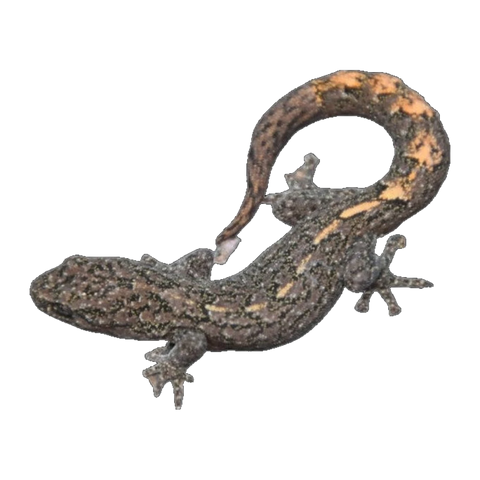 Southern Marbled Gecko | Christinus marmoratus