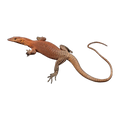 Southern Pilbara Rock Monitor PAIR | Varanus hamersleyensis