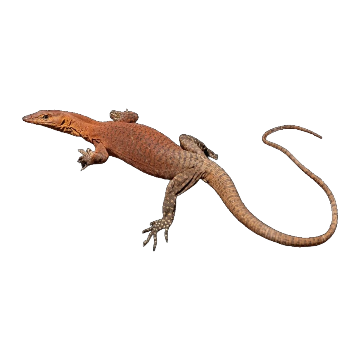 Southern Pilbara Rock Monitor PAIR | Varanus hamersleyensis