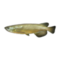 Southern Saratoga (Scleropages leichardti), side profile facing right