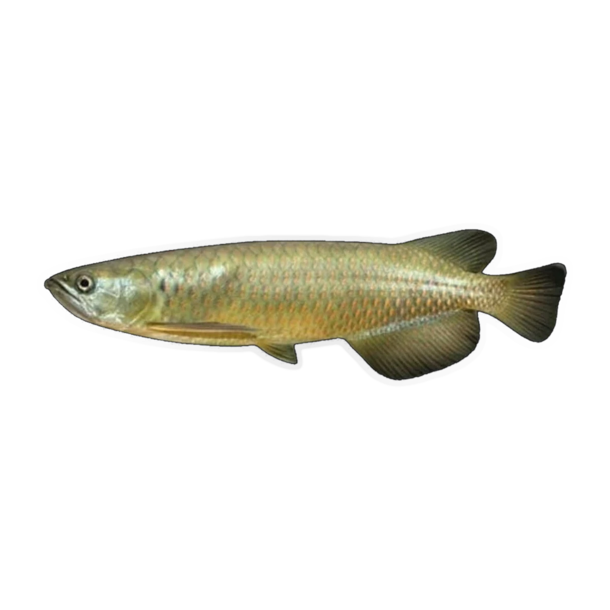 Southern Saratoga (Scleropages leichardti), side profile facing right