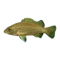Spangled Perch (Leiopotherapon unicolor), side profile facing right
