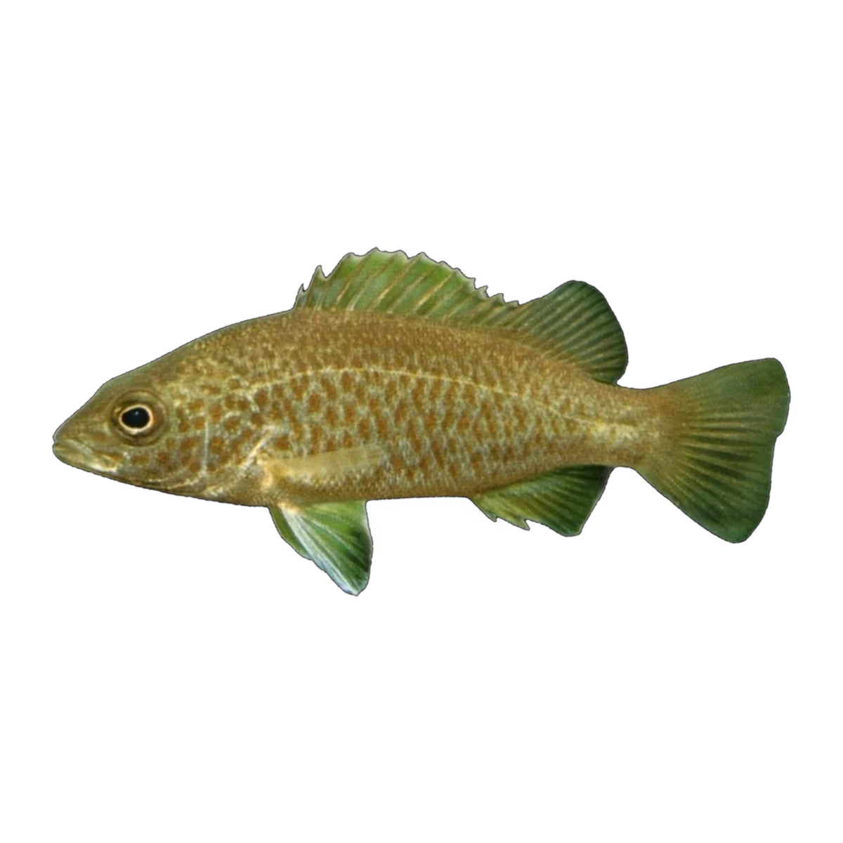 Spangled Perch (Leiopotherapon unicolor), side profile facing right