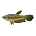 Sparkling Gourami