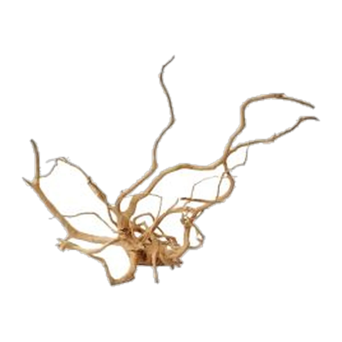 Spider Wood XLarge