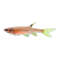 Splashing Tetra