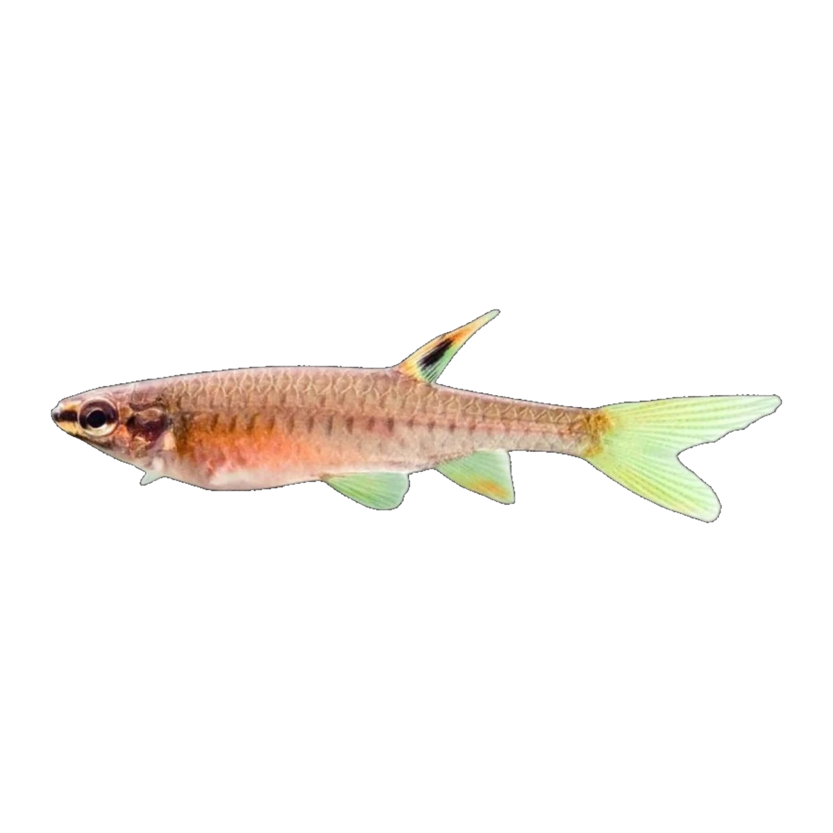 Splashing Tetra
