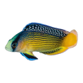 Splendid Dottyback | Manonichthys splendens