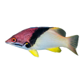 Split Level Hogfish | Bodianus mesothorax