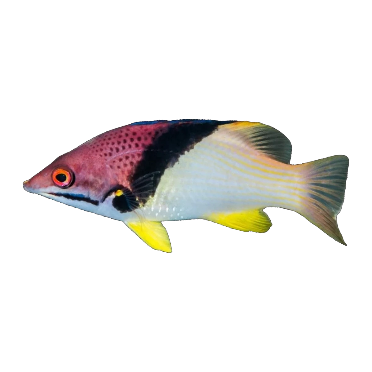 Split Level Hogfish | Bodianus mesothorax