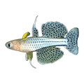 Spotted Blue Eye