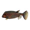 Spotted Boxfish | Ostracion meleagris