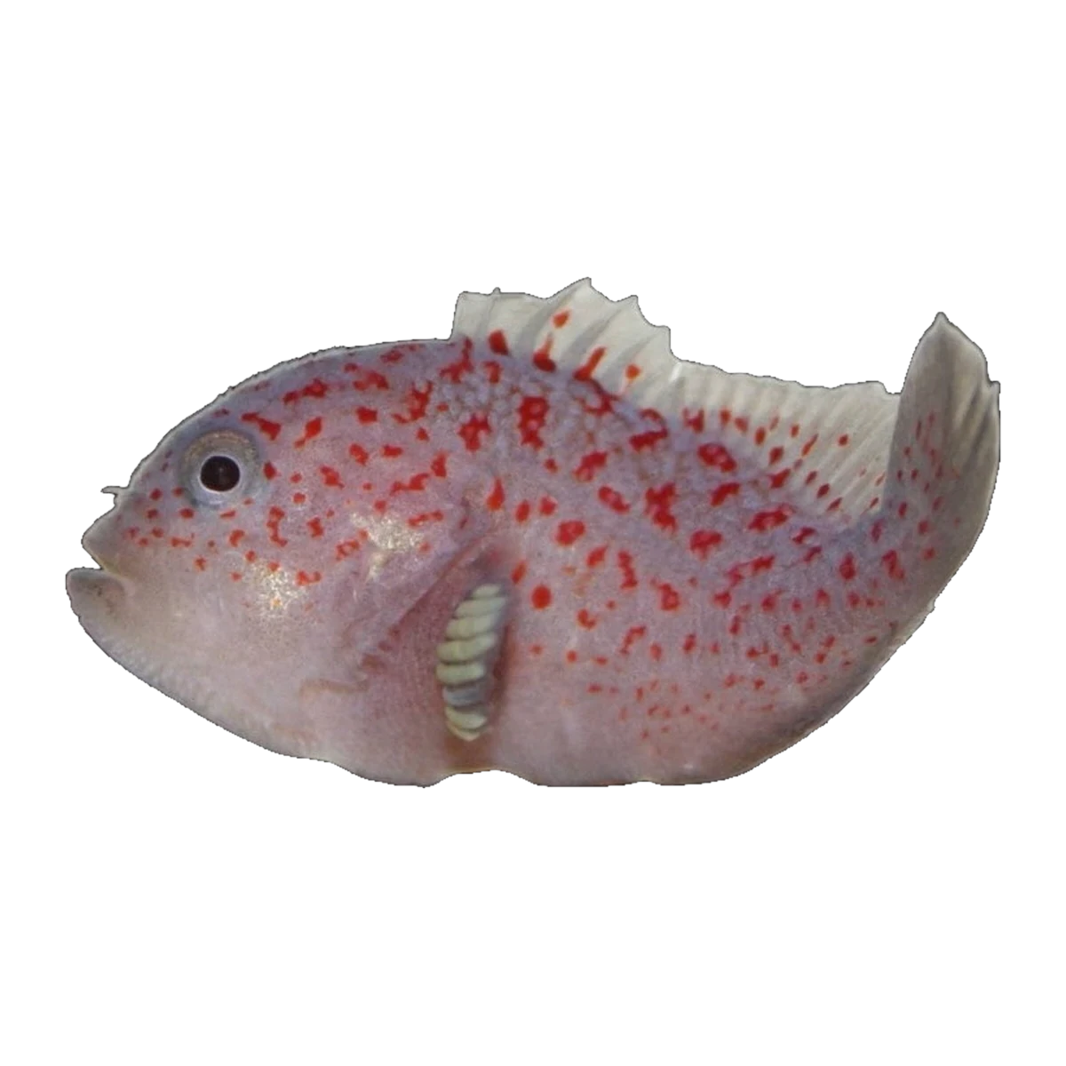 Spotted Coral Croucher | Caracanthus maculatus