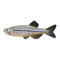 Spotted Danio