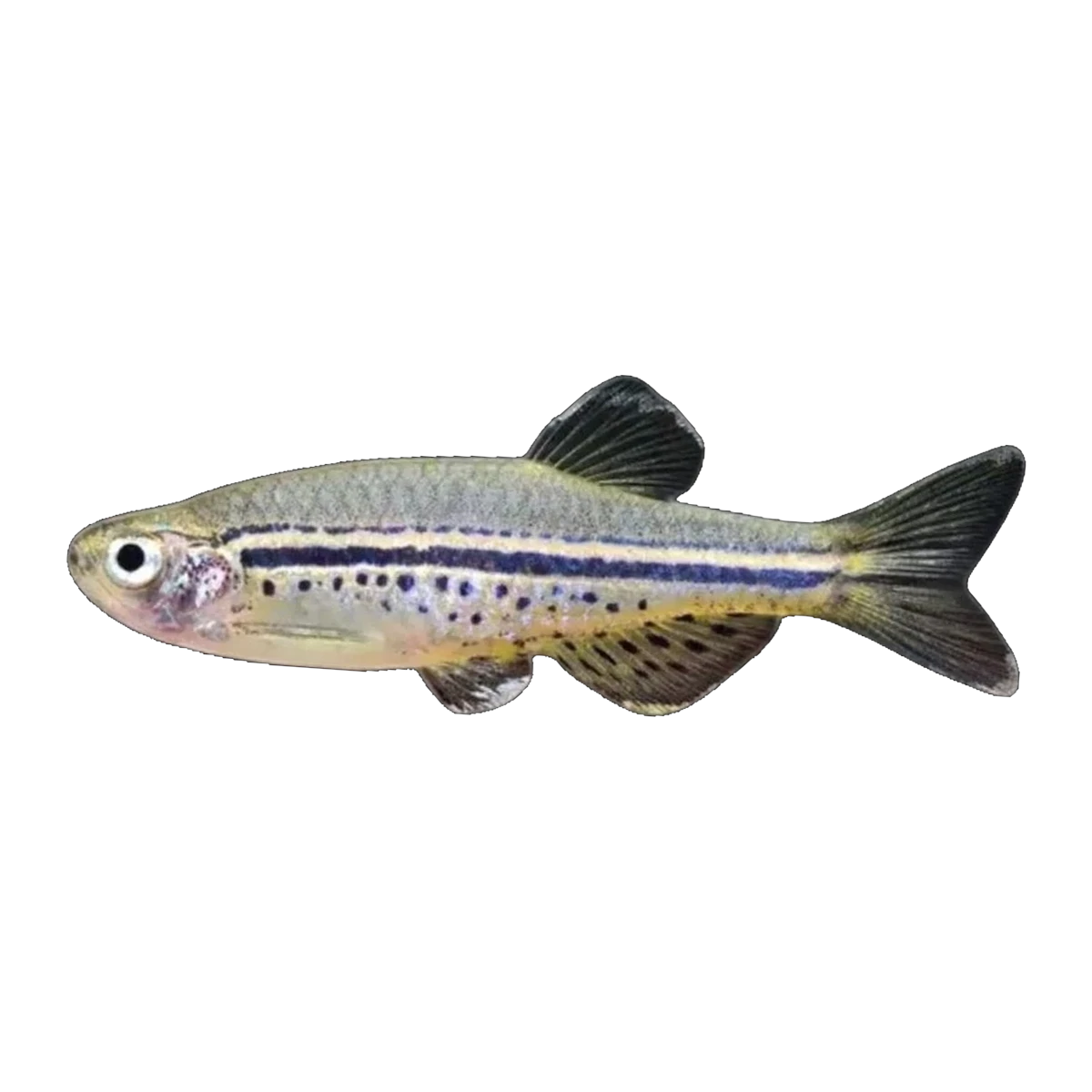 Spotted Danio