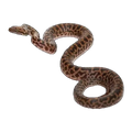 Spotted Python | Antaresia maculosa