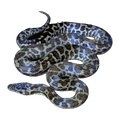 Spotted Python Adult | Antaresia maculosa